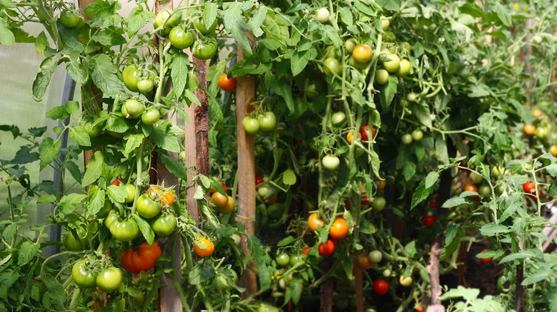 The Unexpected Type Of Fertilizer That May Help Your Tomatoes Grow Big & Tall