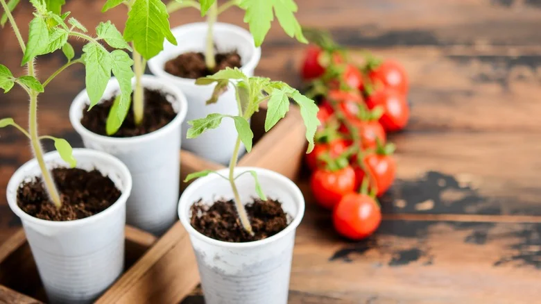 The Unexpected Use For Hydrogen Peroxide In Starting A Garden