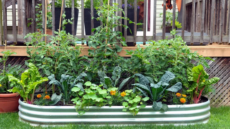 The Unexpected Vegetable Pairing Perfect For Small Gardens