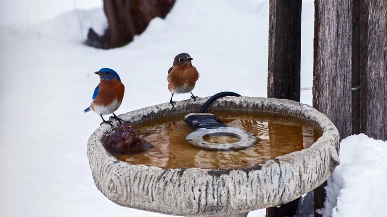 ​​The Unexpected Way To Prevent Your Bird Bath From Freezing In Winter (It’s So Affordable)