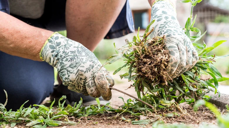 The Unexpected Way You Can Actually Repurpose Weeds In Your Garden