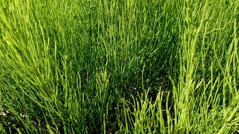 The Unexpected Way You Can Repurpose The Horsetail Weeds You Pull From Your Yard