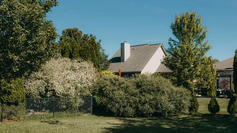 The Unique Fruit Tree You Can Even Grow In Clay Soil