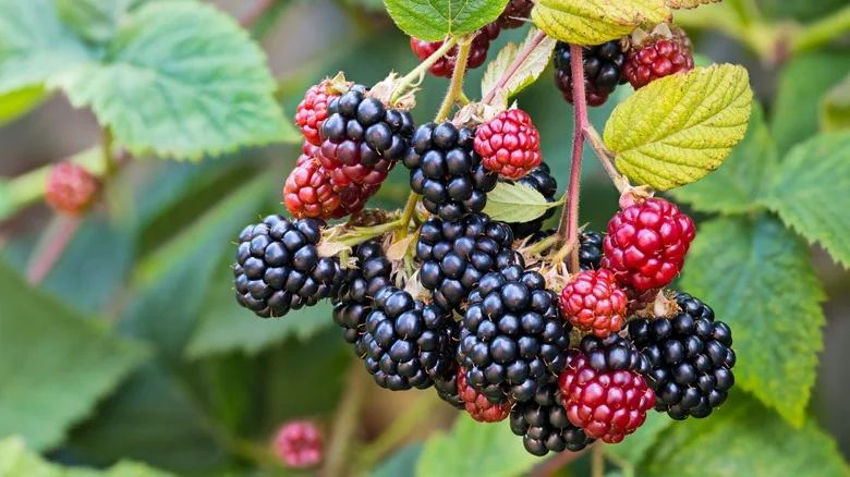 The Unique Process You Need To Follow To Propagate Blackberries, According To HGTV