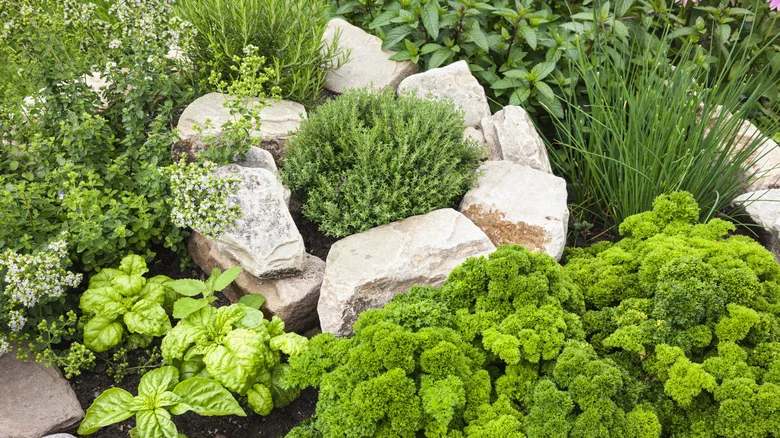 The Unique Spiral Herb Garden You Can DIY With Landscaping Rocks