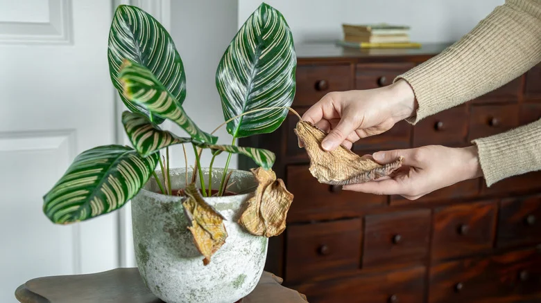 The Unique Watering Approach To Keeping Sensitive Calathea Houseplants From Dying