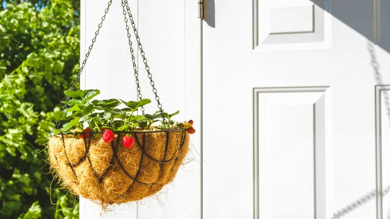 The Unlikely Item That Can Save Your Plant Liners From Drying Out