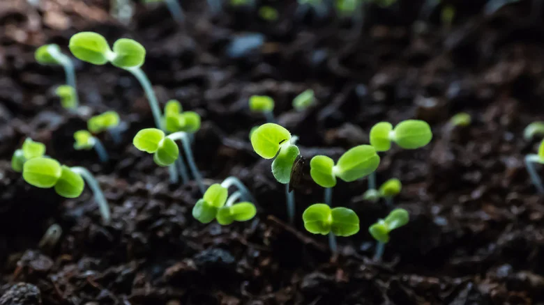 The Unlikely Kitchen Appliance That Can Help Speed Up Seed Germination