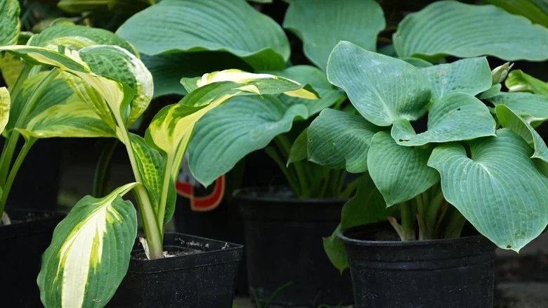 The Unlikely Type Of Fertilizer That Can Help Your Container Hostas Thrive