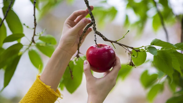 The Variety Of Apple Trees That Will Grow And Do Well In A Cold Climate