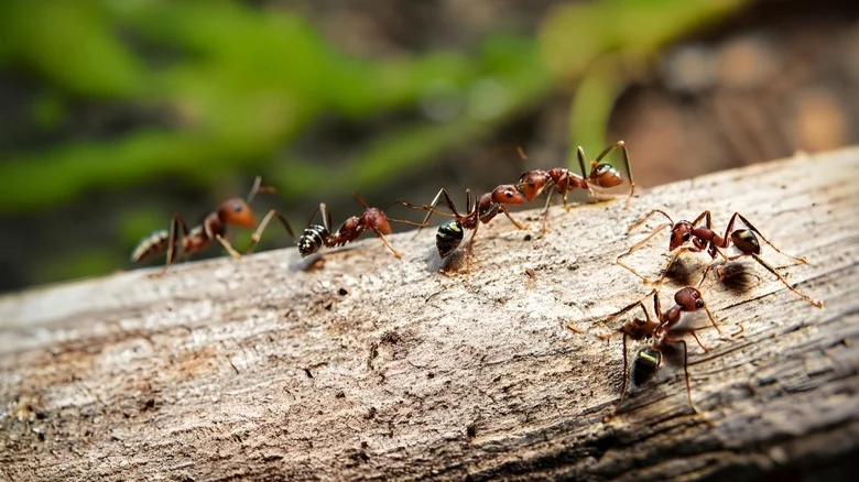The Vaseline Hack That Keeps Pests Off Of Plants & Tree Trunks (& Should You Try It?)