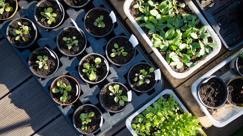 The Vegetable Garden Favorite You Shouldn’t Buy As A Seedling (& What To Do Instead)