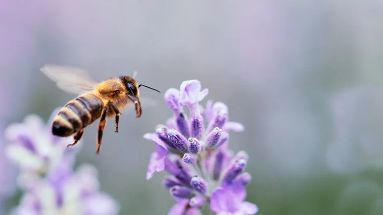 The Vegetable You’ll Want On Hand If Dealing With Bees In The Garden