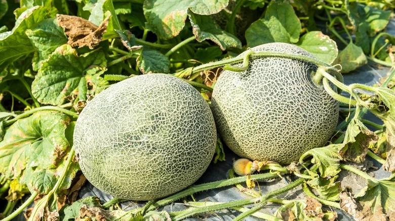 The Vegetables That Don’t Belong Next To Your Cantaloupe In The Garden