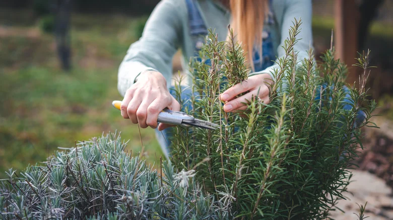 The Veggies That Grow Better With Rosemary Nearby