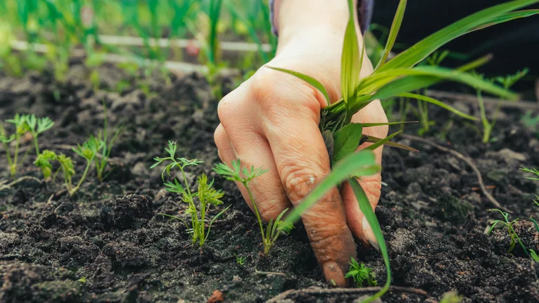 The Very Important Reason You Should Think Twice Before Deweeding Your Garden