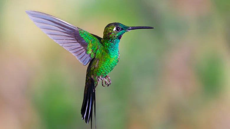The Vibrant Flowering Plant That Hummingbirds Will Love Through Fall