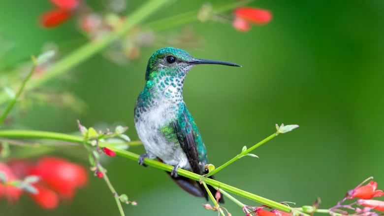 The Vibrant Hummingbird-Attracting Flower You’ll Regret Planting In Your Yard