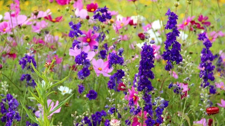 The Vibrant Purple Flowering Plant That’s Actually A Noxious Weed