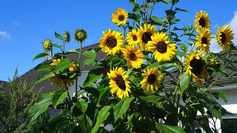 The Vibrant Vegetable That’s A Great Companion Plant For Sunflowers