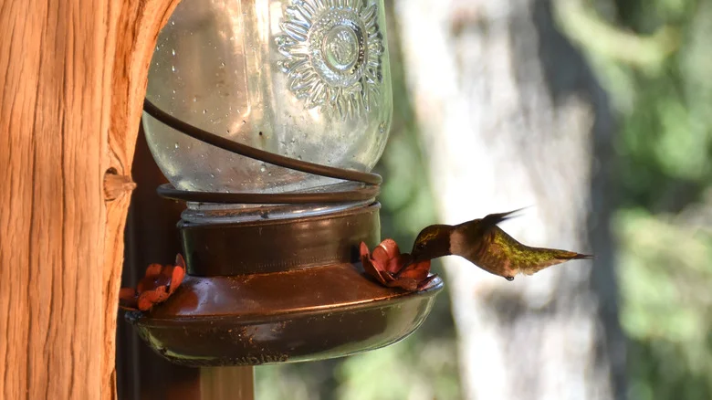 The Vinegar DIY To Clean Your Mason Jar Hummingbird Feeder (Safe For Birds)