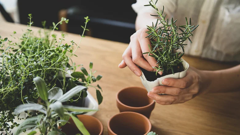 The Vintage Thrift Store Item That Turns Into A Stylish DIY Planter