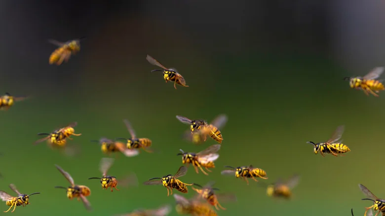 The Wasp-Attracting Bush You May Want To Avoid Planting In Your Garden