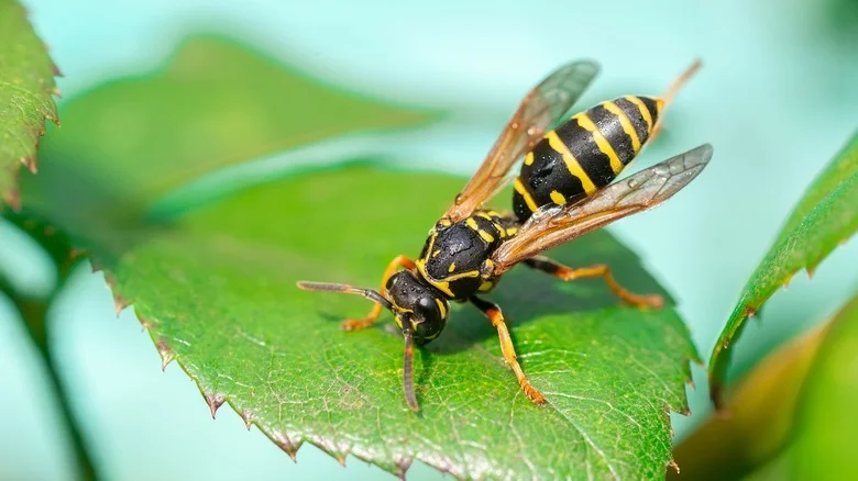 The Wasp-Repelling Herb You’ll Want To Plant In Your Garden ASAP
