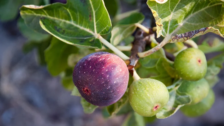 The Watering Mistake That’s Sure To Kill Your Precious Fig Tree