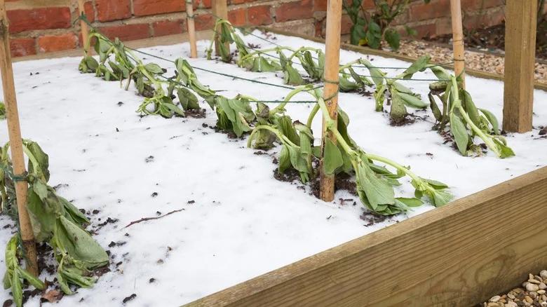 The Watering Trick That Will Save Your Plants From Frost Damage