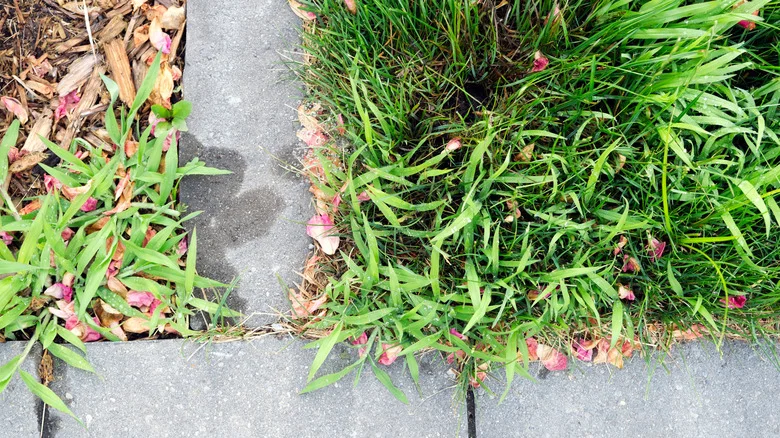 The Weed-Resistant Ground Cover That Adds Interest To Driveway Borders & In Between Pavers