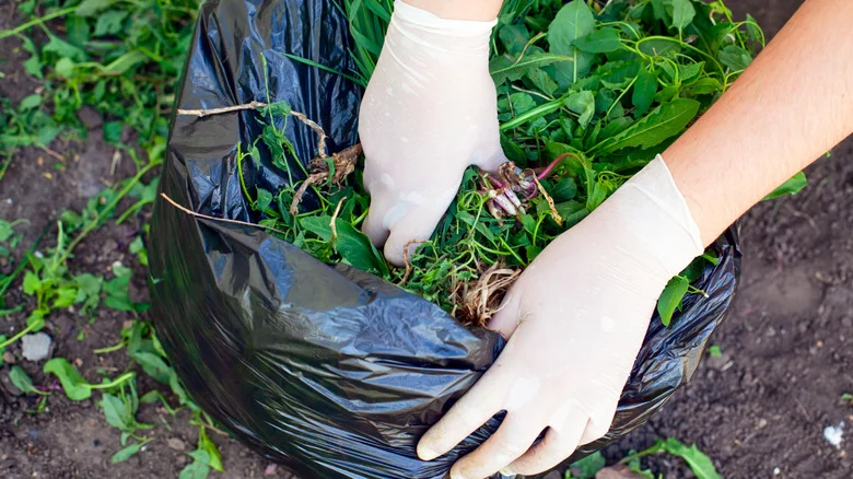 The Weed You Should Actually Leave In Your Yard For Healthy Soil And Erosion Control