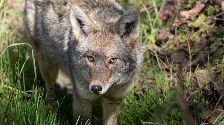 The White Vinegar Solution That Keeps Coyotes Away From Your Yard