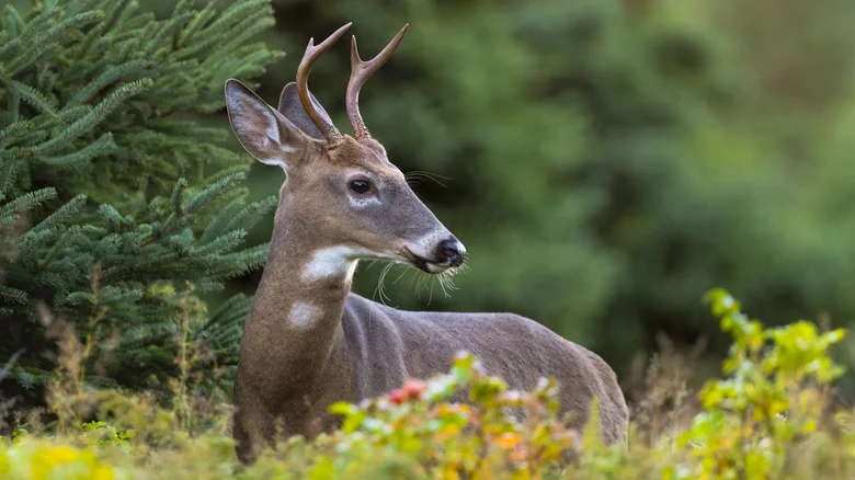 The Whitetail Deer Population In Louisiana Is Exploding – What Does It Mean For Gardeners?