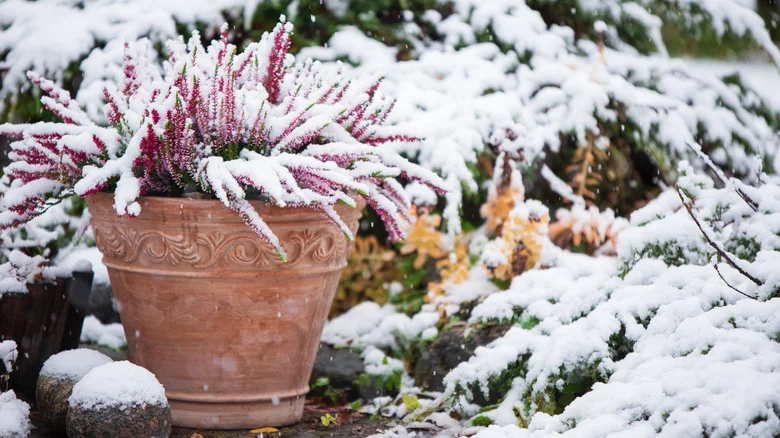 The Winter Garden Watering Tip You Need For Healthier Plants Next Spring