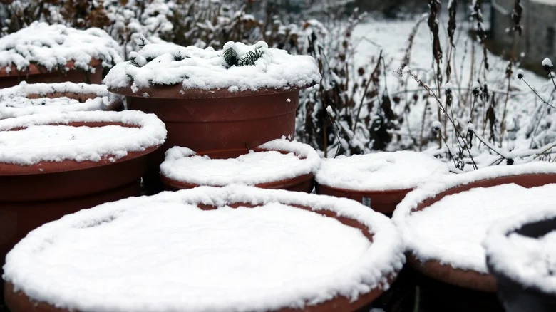 The Winter-Hardy Vegetable That Is Perfect For Container Gardening