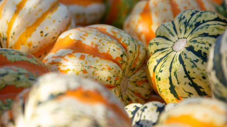 The World Record For Largest Green Squash Has Been Broken. Meet The Man Who Grew It