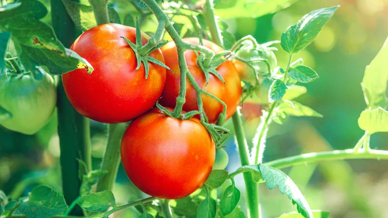 The Worst Places To Plant Tomatoes In Your Garden If You Want A Bountiful Harvest