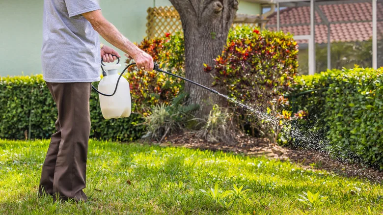The Worst Time To Use Pre-Emergent For Winter Weed Control