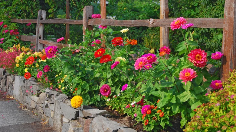 The Zinnia Seeds TikTok Swears By For A Garden Full Of Big Beautiful Blooms