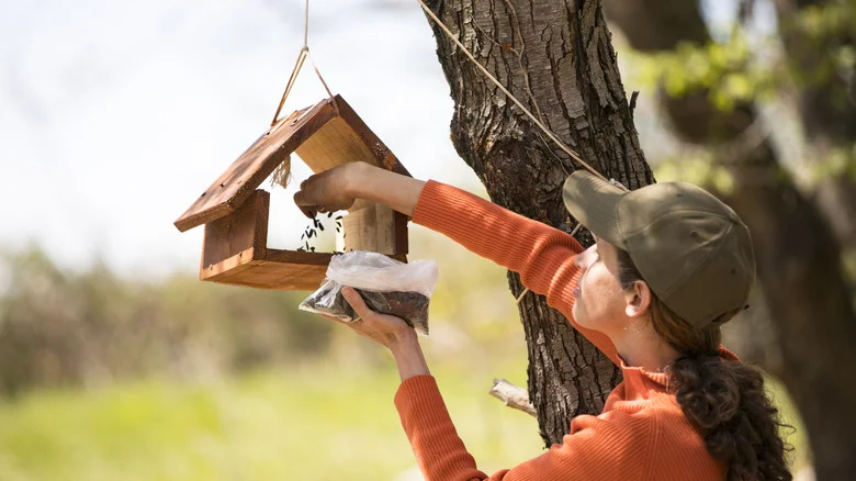 There’s A Good Reason To Keep Only One Sort Of Seed In Your Bird Feeder