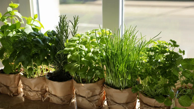 These 10 Fragrant Herbs Will Make Your Whole Home Smell Incredible