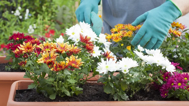 These Garden Pests Don’t Stand A Chance Against Chrysanthemums