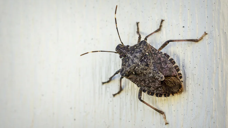 These Kitchen Ingredients Will Solve Your Stink Bug Problem In An Instant