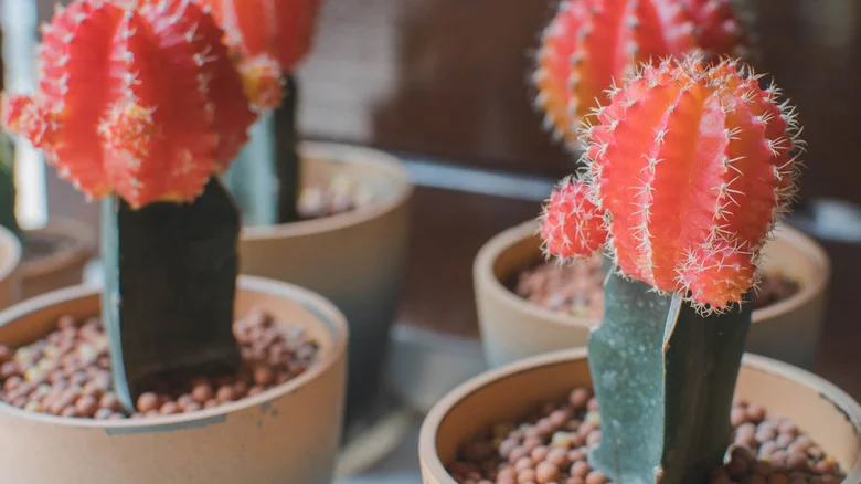These Popular Cactuses Are Actually Two Grafted Species. Here’s How To Care For Them