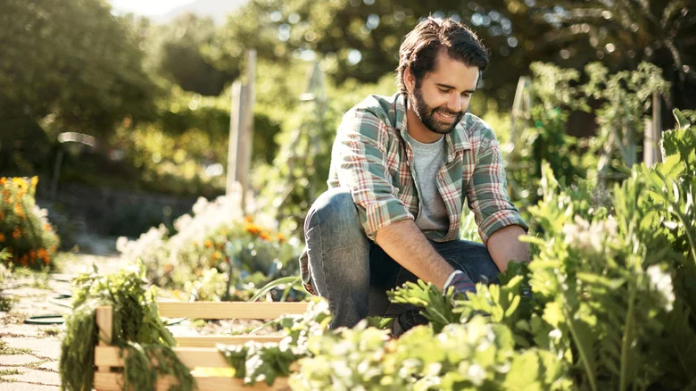 These Two Popular Herbs Will Thrive When Planted Together In Your Garden