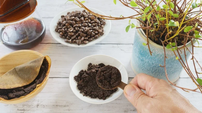 Things You Should Never Do With Coffee Grounds Around Your Home And Garden
