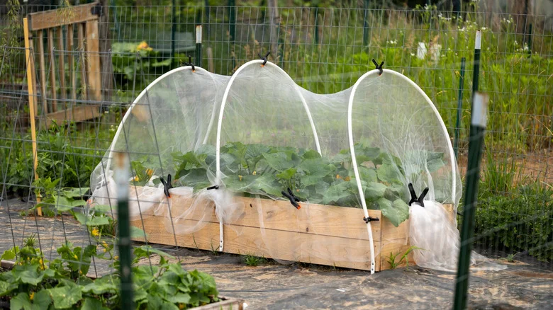 Think Twice Before Covering Your Whole Garden With Mesh – Here’s Why
