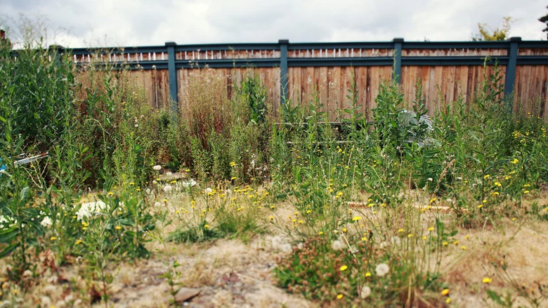 Think Twice Before Letting Your Weeds Get Too Big Before Pulling