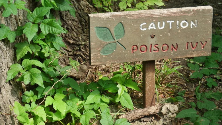 Think Twice Before Mixing These Household Items To Knock Out Poison Ivy